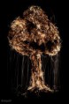 /album/fotogalerie-mal-so-mal-so/gluhender-baum-jpg/